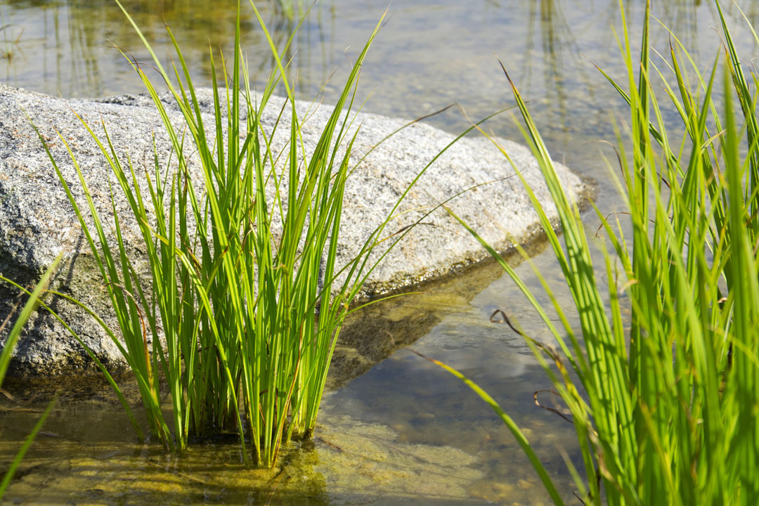 Flachwasserzone mit Gräsern am Naturteich - teichschlammsauger.de