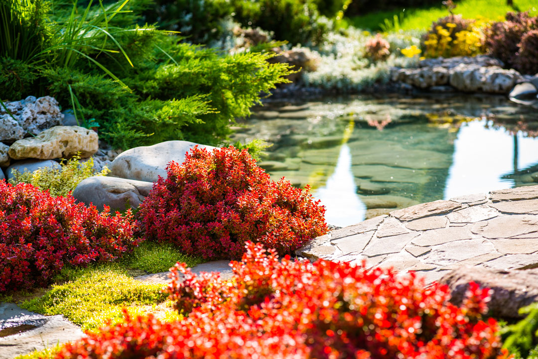 Klarer Teich im Garten mit farbiger Bepflanzung - teichschlammsauger.de